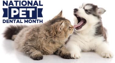 pet dental care in portland